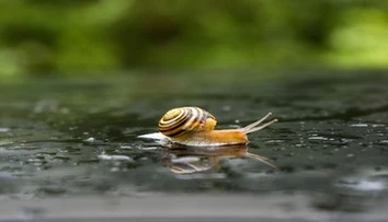 Žena našla na záhrade raritného slimáka. Ľudia si mysleli, že ide o výtvor umelej inteligencie
