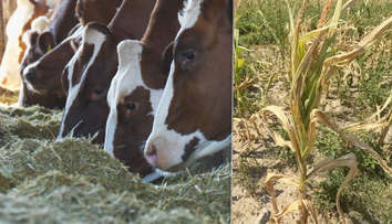 Takúto situáciu nepamätajú. Niektorí slovenskí farmári už musia predávať dobytok