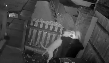 VIDEO: Bezočivý čin muža. Svojmu psovi dovolil, aby roztrhal mačku