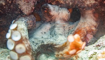 Tak veľa chobotníc sme nevideli už desaťročia, vravia ochranári. Nie je to dobré znamenie