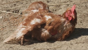 Chovateľ na Kysuciach prišiel za niekoľko hodín o všetky sliepky. Skolil ich nebezpečný vírus