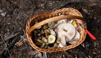 Na Slovensku pribúda počet nakazených nebezpečným parazitom. Lekár Pavlovi povedal, že sa s ním 20 rokov nestretol