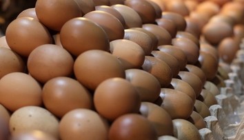 Na slovenskom trhu sa nachádzajú nevyhovujúce vajcia. Kontrolóri okamžite zakázali ich predaj
