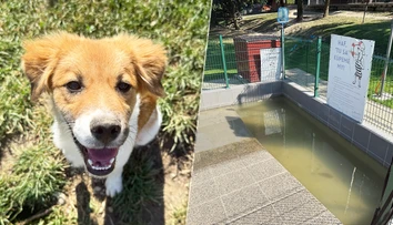 Horúčavy sú pre zvieratá nebezpečnejšie než pre ľudí. Tri veci im počas nich nesmú chýbať