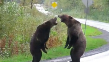 Unikátne video: Medvede si to rozdali priamo uprostred cesty
