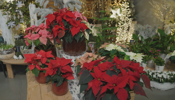 Vianočné kvety vám doma dlho nevydržia? Kvetinárka radí, čo robíte zle
