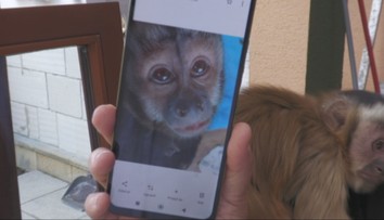 Malá opička záhadne zmizla. Pomáhala chlapcovi s autizmom, rodina prosí o pomoc