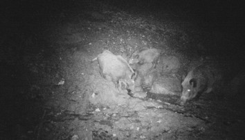 Mäso zo zvernice pri Strážskom zakázali jesť a vyvážať