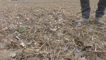 Čo zasial, môže vytrhať. Poľnohospodárovi pri Prievidzi spravila zver škody za 1,5 milióna eur