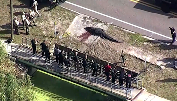 VIDEO: Hororový incident na Floride. Z kanála vyliezol obrovský aligátor, ktorý mal v papuli ľudské pozostatky