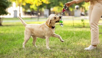 Pes reaguje viac na ženský než na mužský hlas. Výskum ukázal, že uprednostňujú isté tóny