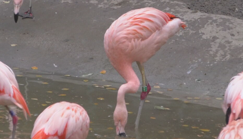 Zomrela legenda ZOO Bojnice. Pamätal si Mečiara aj Husáka, a hoci prišiel o zrak, nevzdal sa a stal sa rekordérom