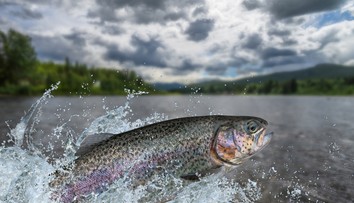 Prekvapujúce zistenie českých vedcov: Pstruhy môžu byť závislé na pervitíne, ktorý preniká do riek