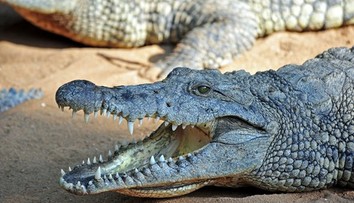 Krokodíly a hady ako strážcovia hranice? Veľká krajina zvažuje šokujúce riešenie