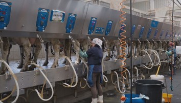 Družstvo prichádza mesačne o 60-tisíc eur. Ceny mlieka klesajú, každý nadojený liter je pre nich strata