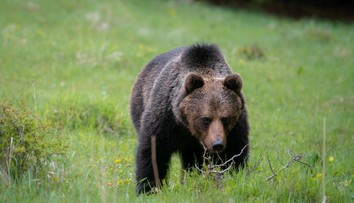 Ochranári spúšťajú monitoring počtu medveďov