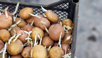 Sadenie zemiakov: Správny postup ovplyvní kvalitu a množstvo úrody