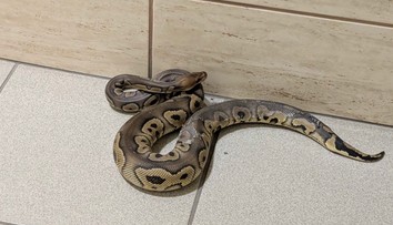 Na schodisku v bytovke sa zjavil had. Keď policajti vošli do bytu, neverili vlastným očiam