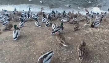 Deti ich milujú, turisti fotia. Desiatky kačiek ovládli Zlaté Moravce