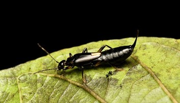 Záhadné pľuzgiere na dovolenke: Turistka sa dostala do kontaktu s nebezpečným chrobákom