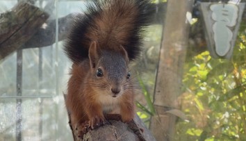 Šťastný návrat do prírody: Slovák zachraňuje veveričky a vracia ich späť do lesa
