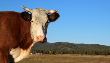 Hasiči riešili kuriózny prípad: Hodiny hľadali strateného býka, pomáhal aj vrtuľník