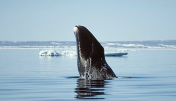 Odhalili tajomstvo dlhovekosti veľrýb. Jedinečný trik chcú začať používať aj u ľudí