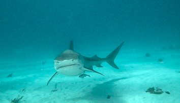 Hrdinský čin desaťročného dievčaťa: Zachránila brata počas útoku žraloka