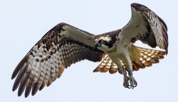 Kuriózny incident v Kanade: Vtákovi spadla ryba, spôsobilo to požiar aj výpadok prúdu