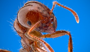 Vedci sú znepokojení novým desivým hybridom mravcov. Invázny druh je ešte odolnejší a jeho uhryznutie „pekelne“ bolí