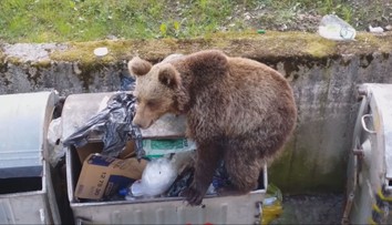 Medvede k nim prestali chodiť. Slovenská obec vymyslela lacné riešenie, ako sa šeliem zbaviť