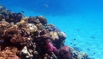 Fascinujúci nález po 20 rokoch výskumu. Vedci objavili žiariaceho morského slimáka