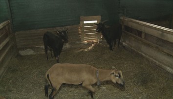 V Zámutove vyčíňajú túlavé psy. Trhajú ovce, kozy či sliepky