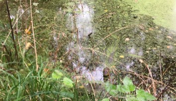 Prekvapenie v poľských vodách. Policajti tam odchytili exotického plaza