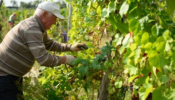 Leto sa blíži ku koncu, začali sa prvé oberačky hrozna