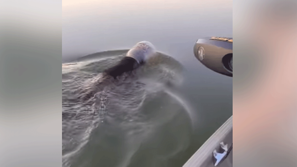 Rodina zachránila medveďa. V jazere plával s hlavou zaseknutou v plastovej fľaši