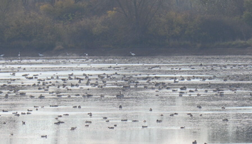 Úchvatné prírodné divadlo. Na Zemplíne sa dajú pozorovať tisíce migrujúcich vtákov