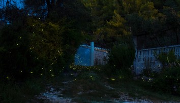 Nočné kúzlo v bratislavských lesoch. Ešte pár dní máte šancu vidieť svetlušky