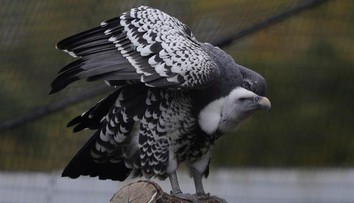 Dvom homosexuálne orientovaným supom sa podarilo vysedieť vajce