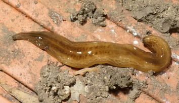 Pažravý červ obama postupne ohrozuje Európu. Objavil sa už vo viacerých krajinách