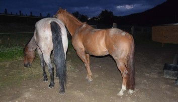 Opitý vodič narazil do koňa, druhý sa splašil a zhodil jazdkyňu