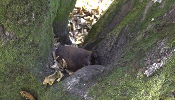 Pravidelne sem chodí na hríby, no teraz našiel na Soroške niečo nečakané