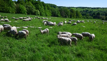 Slovensku sa podarilo zastaviť pokles počtu oviec. Potenciál je veľký, tvrdí minister pôdohospodárstva