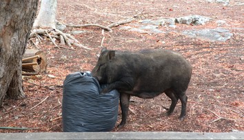 Diviaky v žilinskom lesoparku. So psom tam radšej vôbec nechoďte, upozorňujú poľovníci