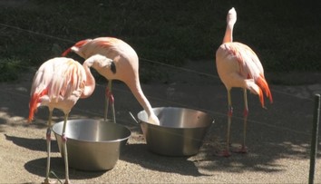 Prežili viacerých ošetrovateľov. V bojnickej zoo sa tešia z okrúhlych narodenín plameniakov