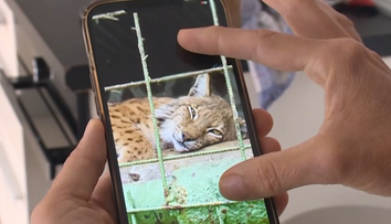 Leopard, ktorý usmrtil v zoo pri Brezne svojho chovateľa, má nový domov v Holandsku