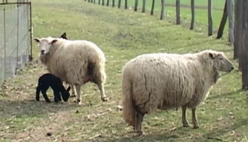 Príroda sa pri Nitre poriadne zahrala: Biele ovce splodili čierne ovečky
