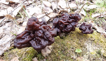 Šli do lesa nazbierať obľúbenú pochúťku. Čo však našli im vyrazilo dych