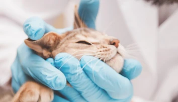 Za eutanáziu mačky zaplatili a dostali aj úmrtný doklad. O 18 mesiacov zistili, že stále žije