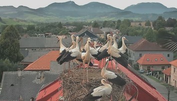 Bociany sa lúčia so Slovenskom. Niektoré však africký piesok menia za sneh